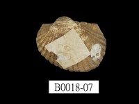 藏品(舵毛蚶)的圖片